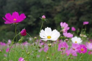 植物,花,コスモス,秋,秋桜,コスモス畑,